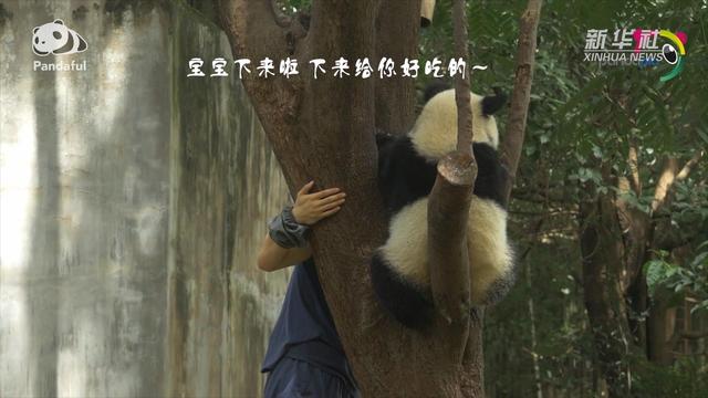 熊猫社区(卡盟社区)